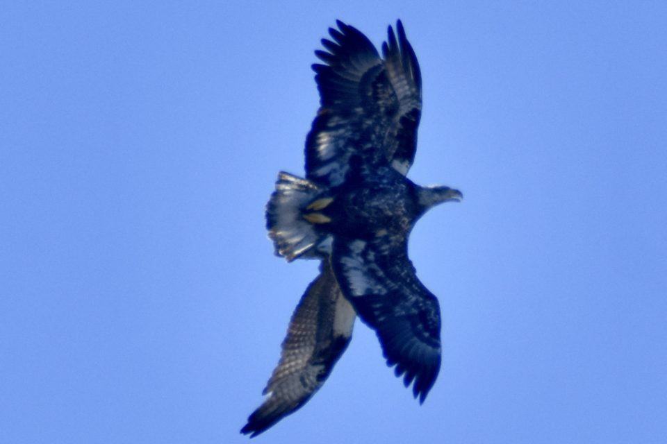 Bald Eagle chasing Osprey to steal a fish in the sky over Bastrop, Texas.
