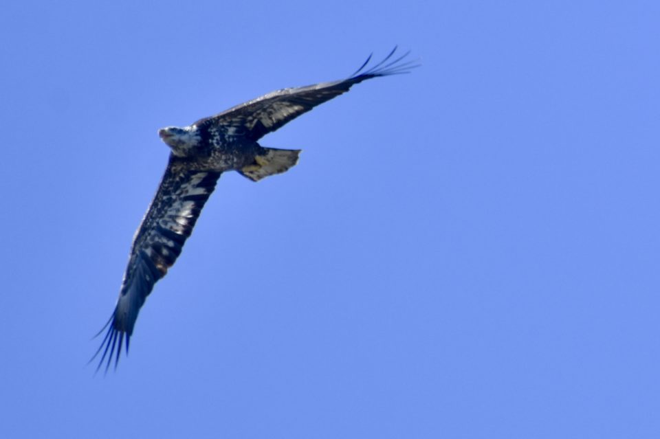 Second Year Juvenile Bald Eagle view of breast and under-wing. Eagle is stealing fish from Osprey in Bastrop TX.