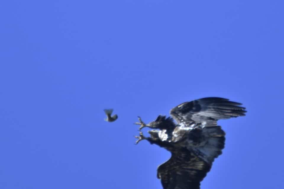Second Year Juvenile Bald Eagle view of breast and under-wing. Eagle is stealing fish from Osprey in Bastrop TX. He is positioning himself to catch the falling fish.