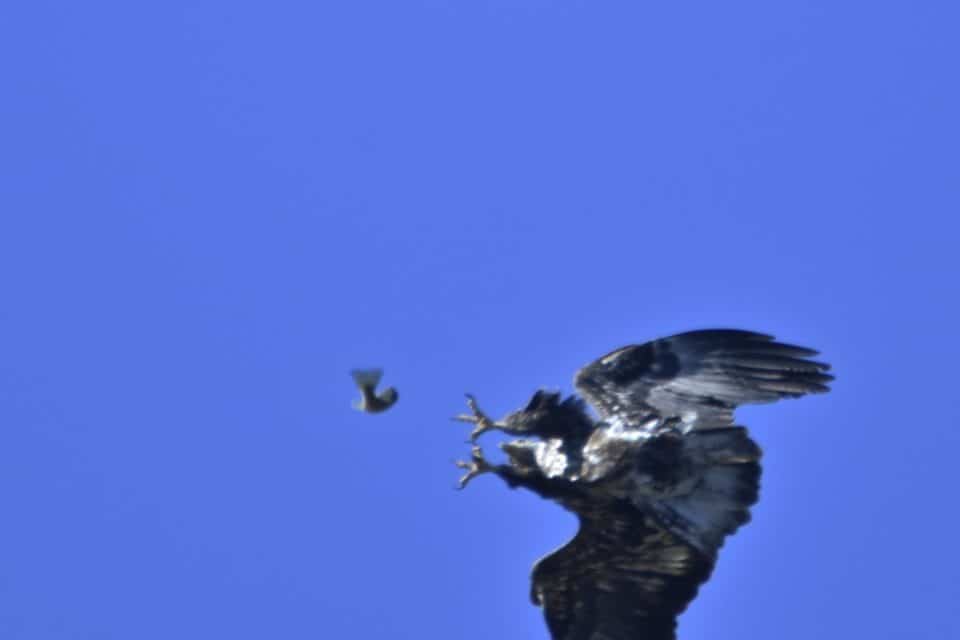 Bald Eagle Bastrop Texas