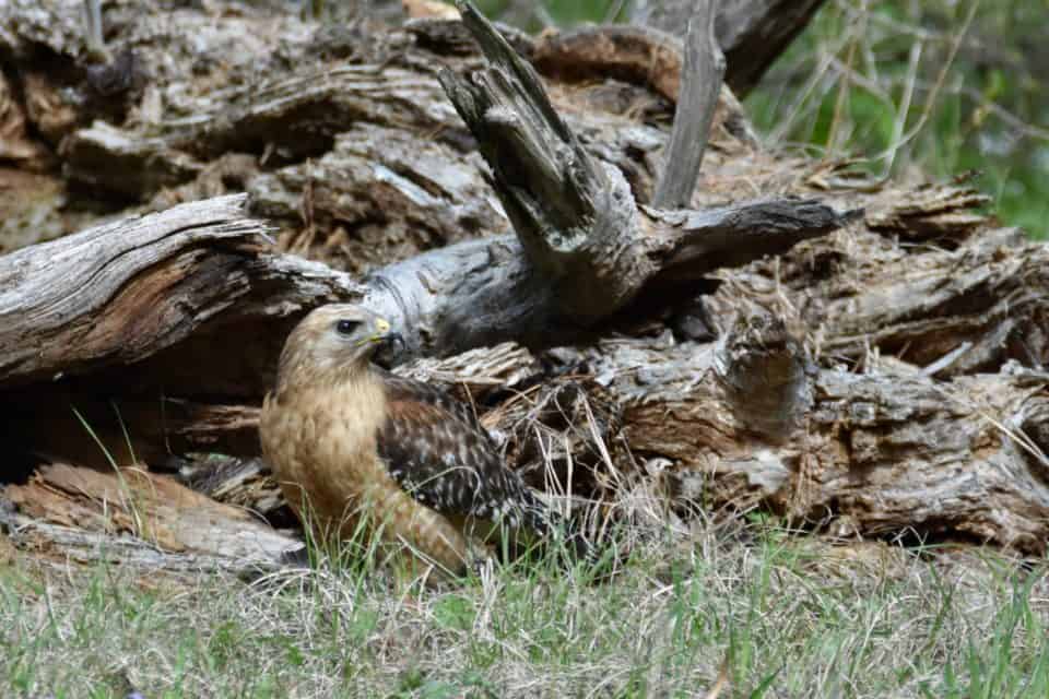 Red-shouldered hawk in bastrop tx