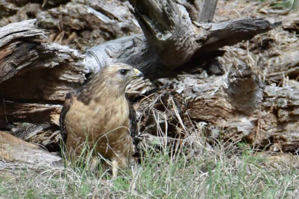 Red-shouldered hawk in bastrop tx