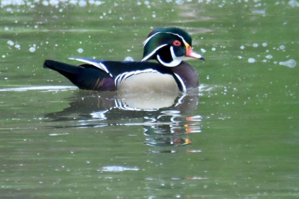 wood duck bastrop tx