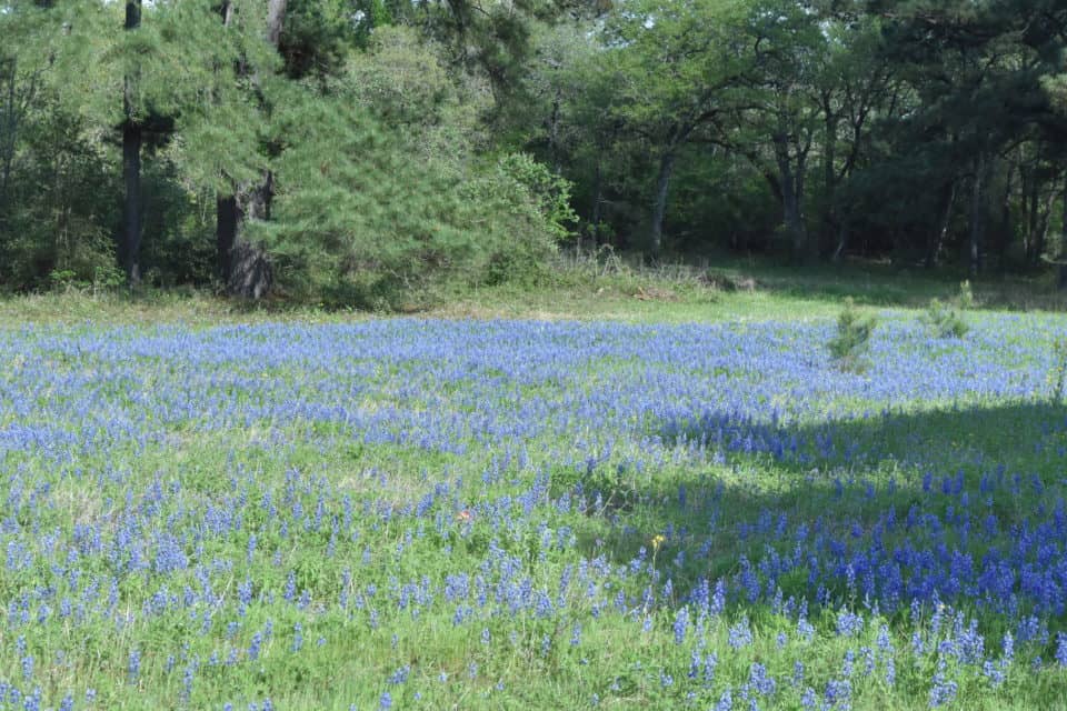 texas bluebonnets