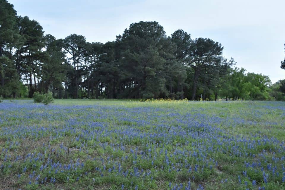 texas bluebonnets