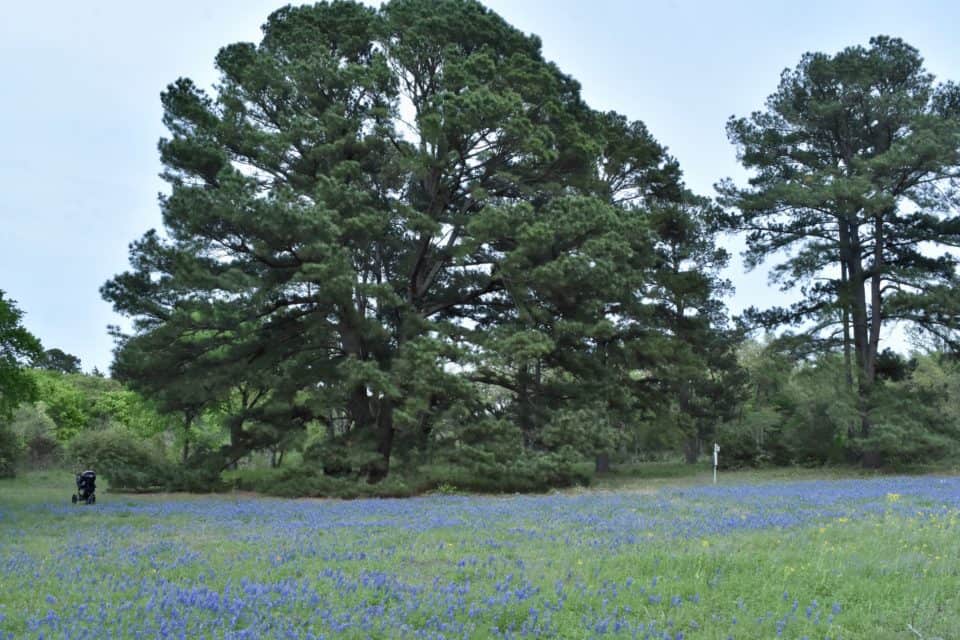 Bluebonnet field in front of large loblolly pine