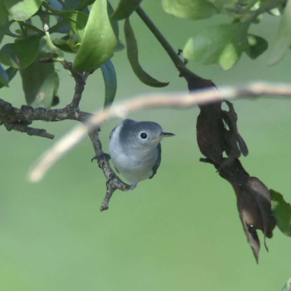 Blue-gray Gnatchatcher, Bastrop TX