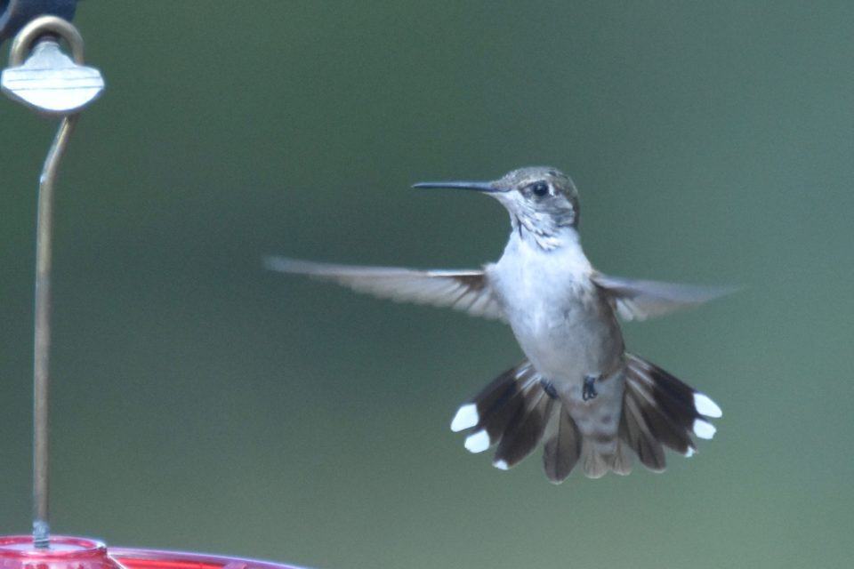 Ash grey hummingbird mid flight