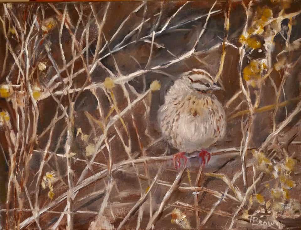 Painting of a Lincoln's Sparrow