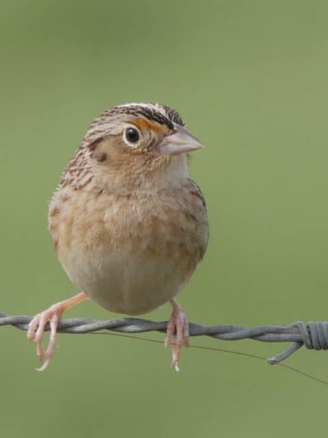 The Sideview of A Beautiful Grasshopper Sparrow