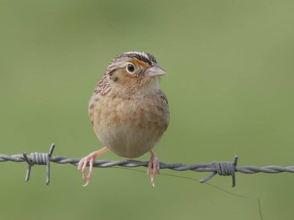 The Sideview of A Beautiful Grasshopper Sparrow