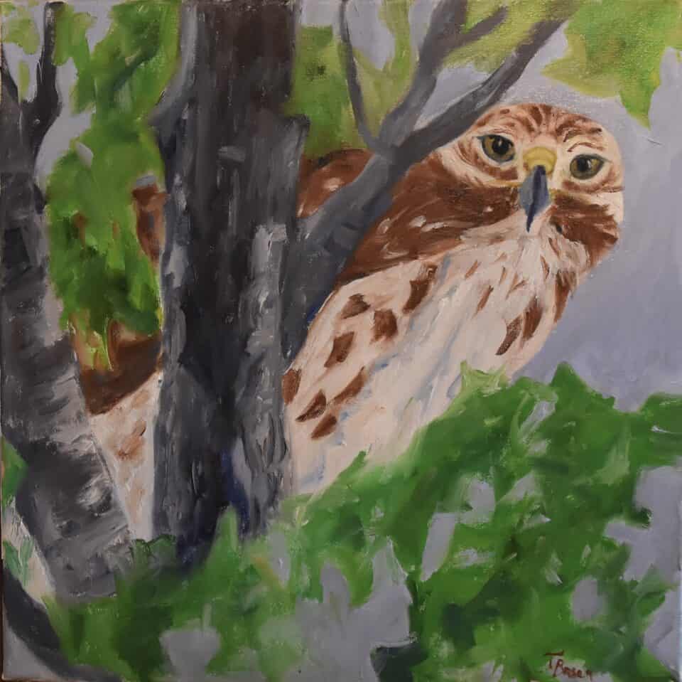 Red-shouldered Hawk Art by Tammy Brown