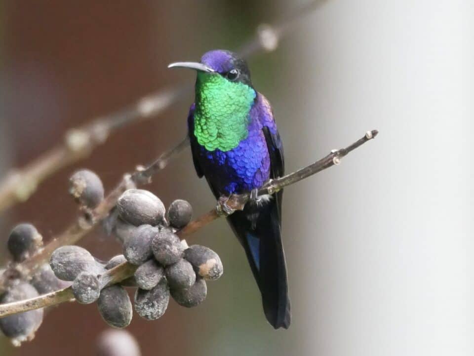 Vibrant Colored Tortugeuro Bird - Lost Pines Life