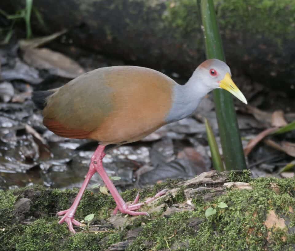 Birding and Nature in Costa Rica 2021