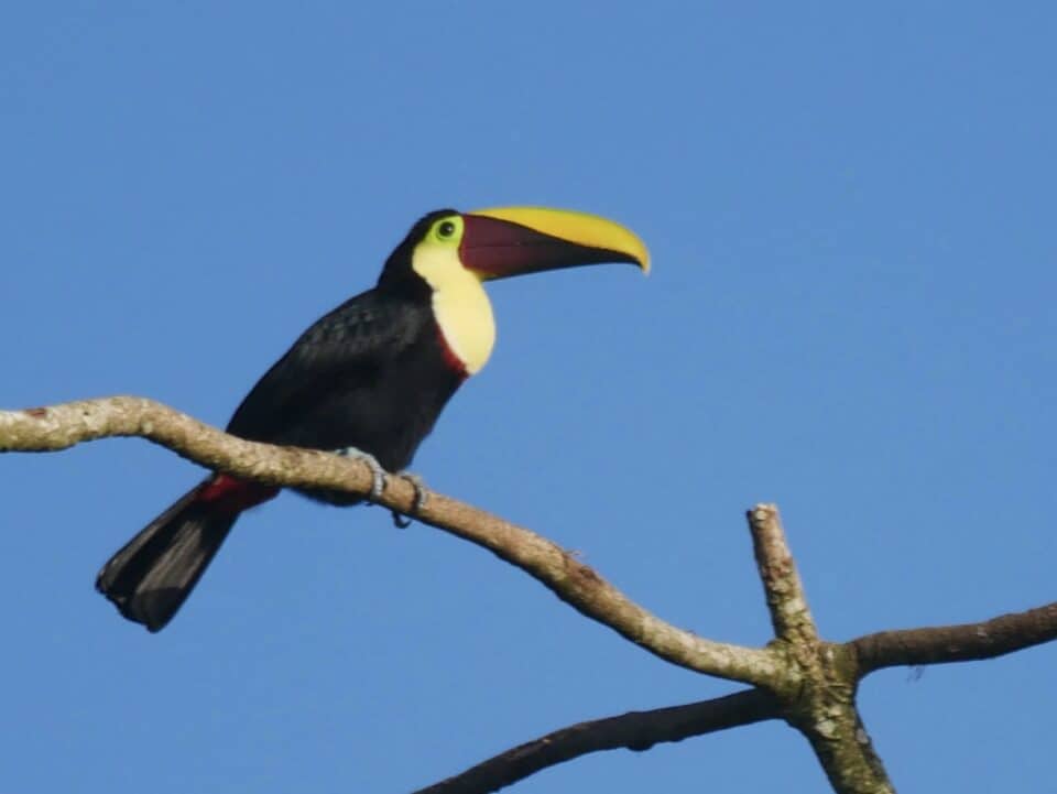 Birding and Nature in Costa Rica 2021