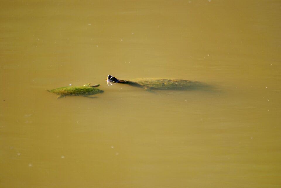 Spiny Soft Shell Turtle  on Piney Creek, Bastrop, TX