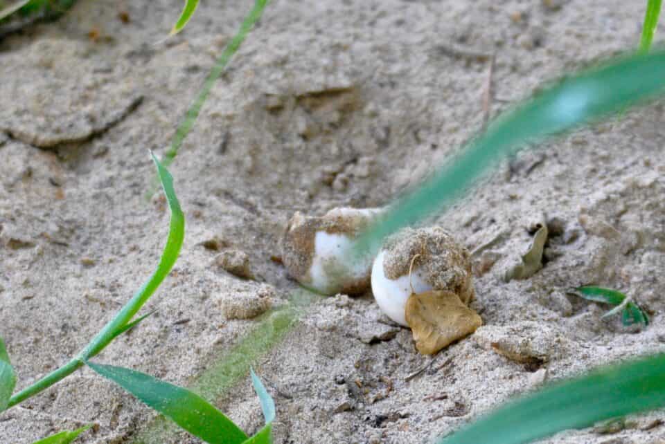 Turtle Eggs in the Sand