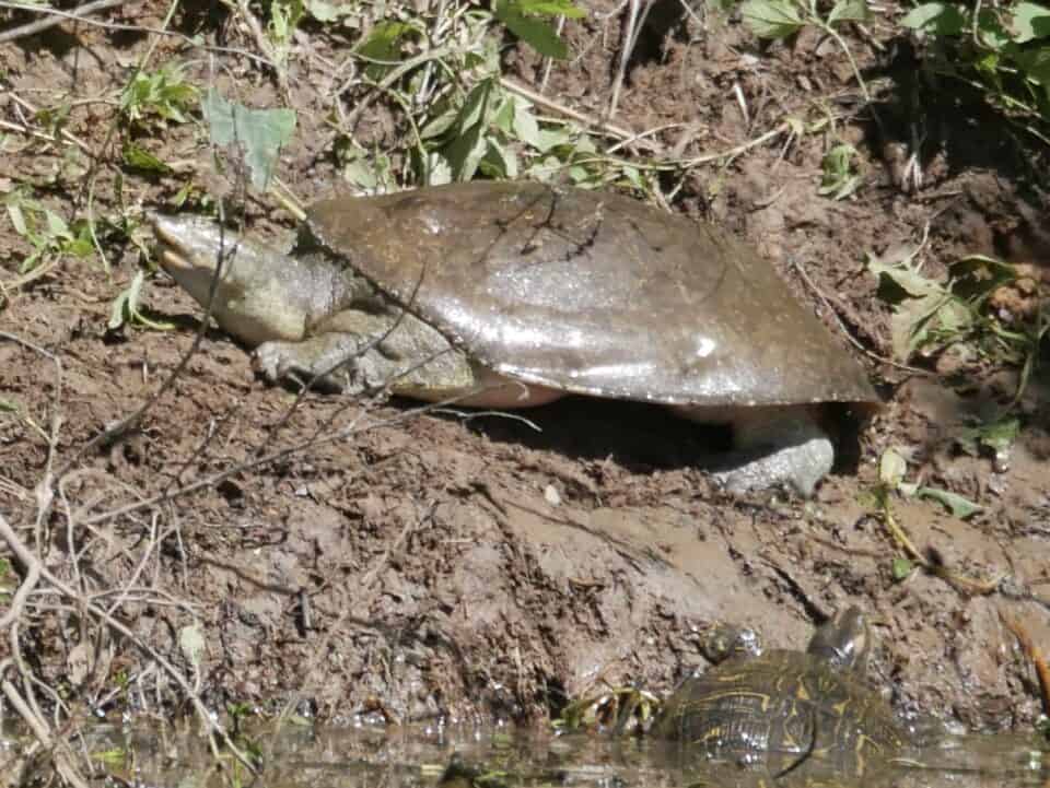 Large Female Spiny Soft Shell Turtle