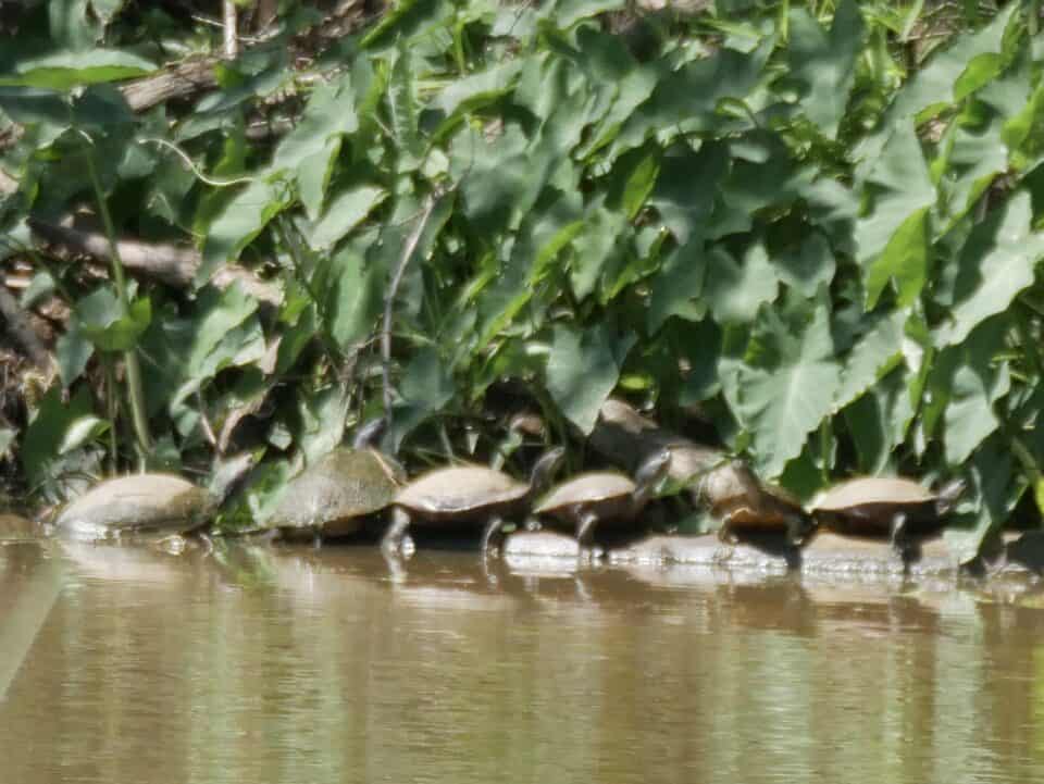 Turtles on Piney Creek