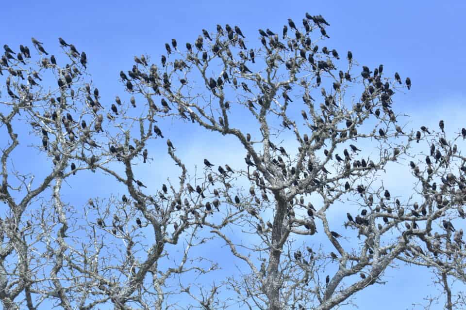 Blackbirds in a tree on Old Sayer's Road,birding hotspot in Bastrop TX