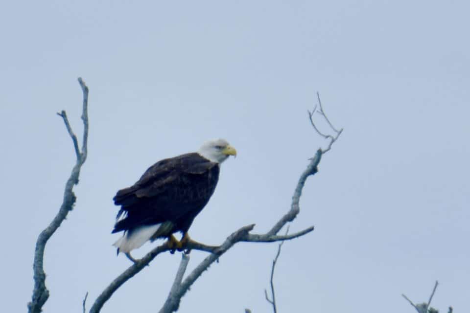 Bald Eagle on Loop Road, Smithville, Texas
