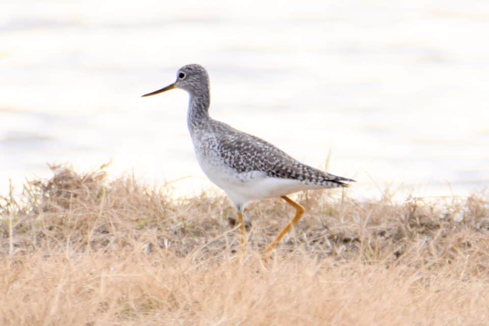 Greater Yellowlegs, Sayer's Road, Bastrop TX