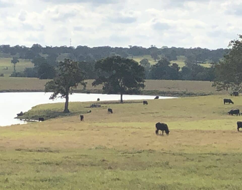 Cattle and tank on Old Sayer's Road, Bastrop TX