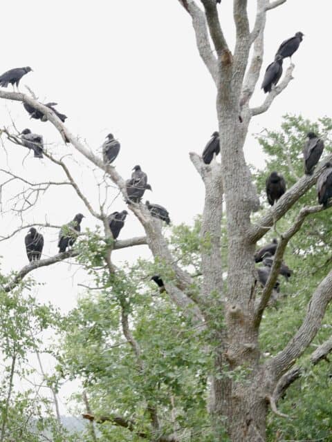 Black Vultures at North Shore Park, Lake Bastrop, Bastrop TX