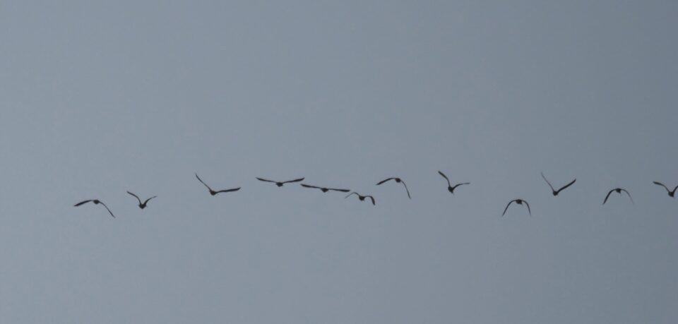 White-faced Ibis flying over Lake Bastrop, Bastrop, TX