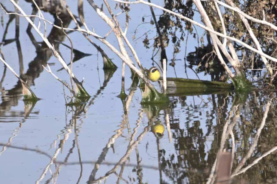 birding loop road and shipp/stagner lake